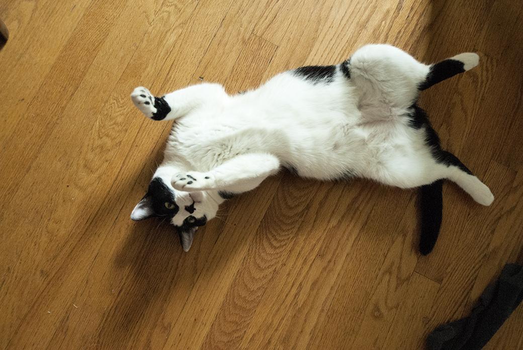 Mr. Kitty, a Adoptable Domestic Short Hair in Elgin, IL image 3/6