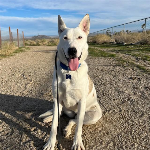 Enlarge SUKI, a Adoptable mixed breed in Long Beach, CA image 1/1
