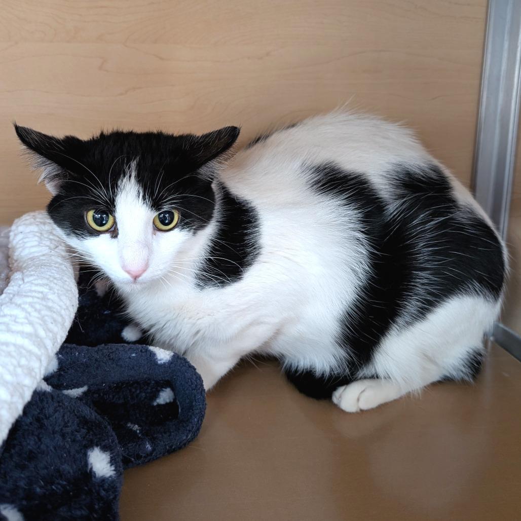Enlarge Poe, a Adoptable Domestic Short Hair in Brookfield, WI image 1/2