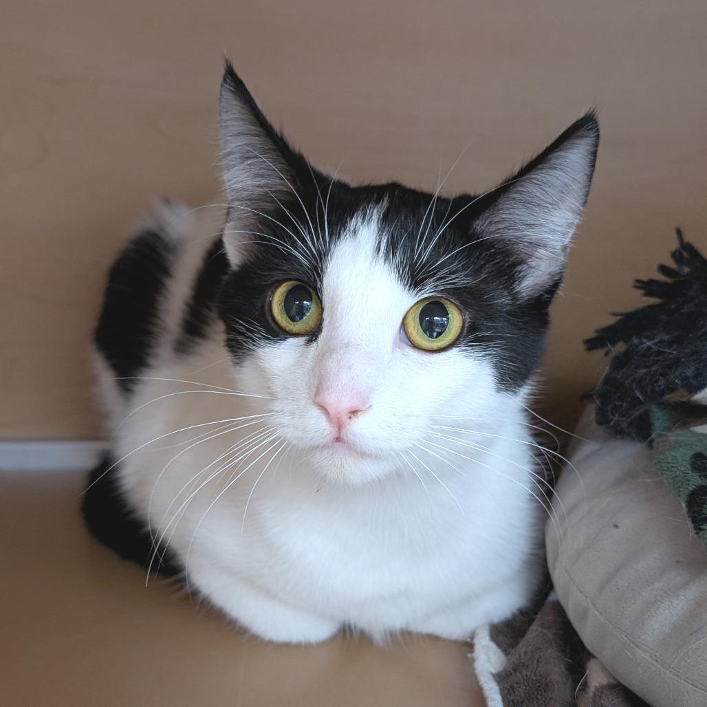 Enlarge Poe, a Adoptable Domestic Short Hair in Brookfield, WI image 2/2