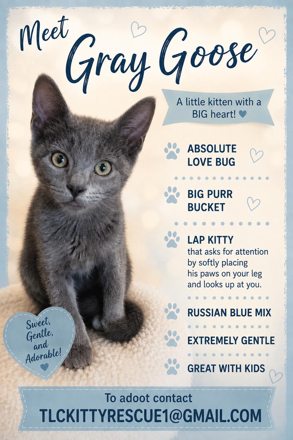 GRAY GOOSE, Adopted, Kitten Male Russian Blue & Domestic Short Hair.