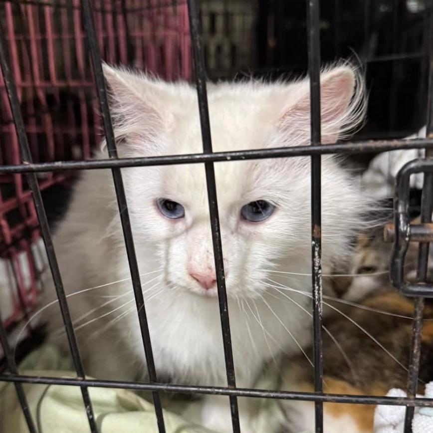 Princess, Adoptable, Young Female Domestic Medium Hair.