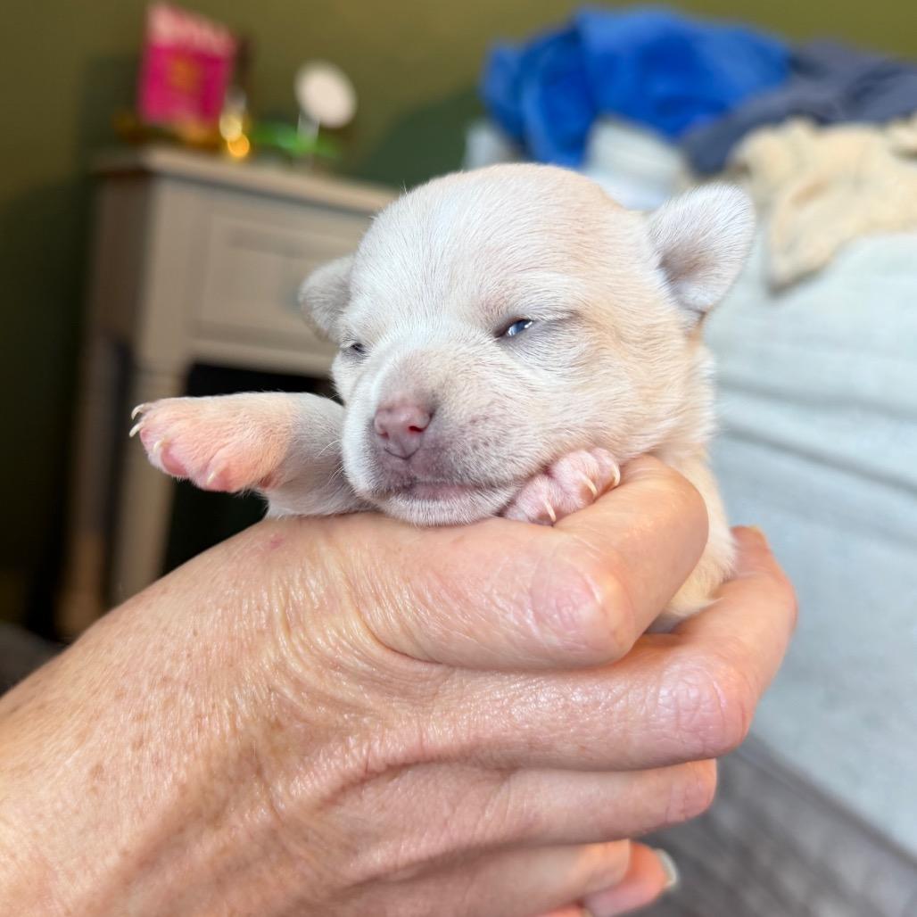 Lucy C-34362, Adoptable, Puppy Female Yorkshire Terrier & Chihuahua.