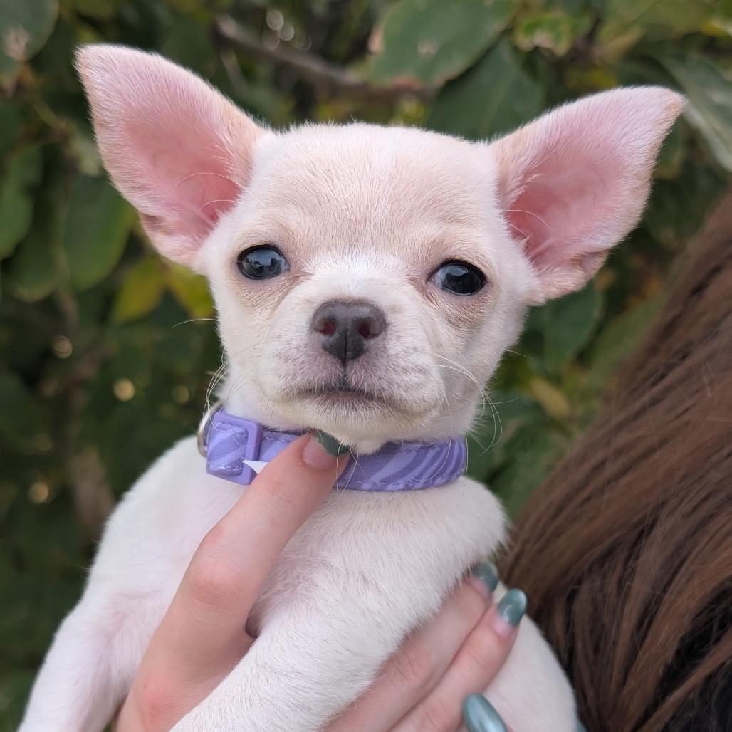 Enlarge Lucy C-34362, a Adoptable mixed breed in Oklahoma City, OK image 2/6