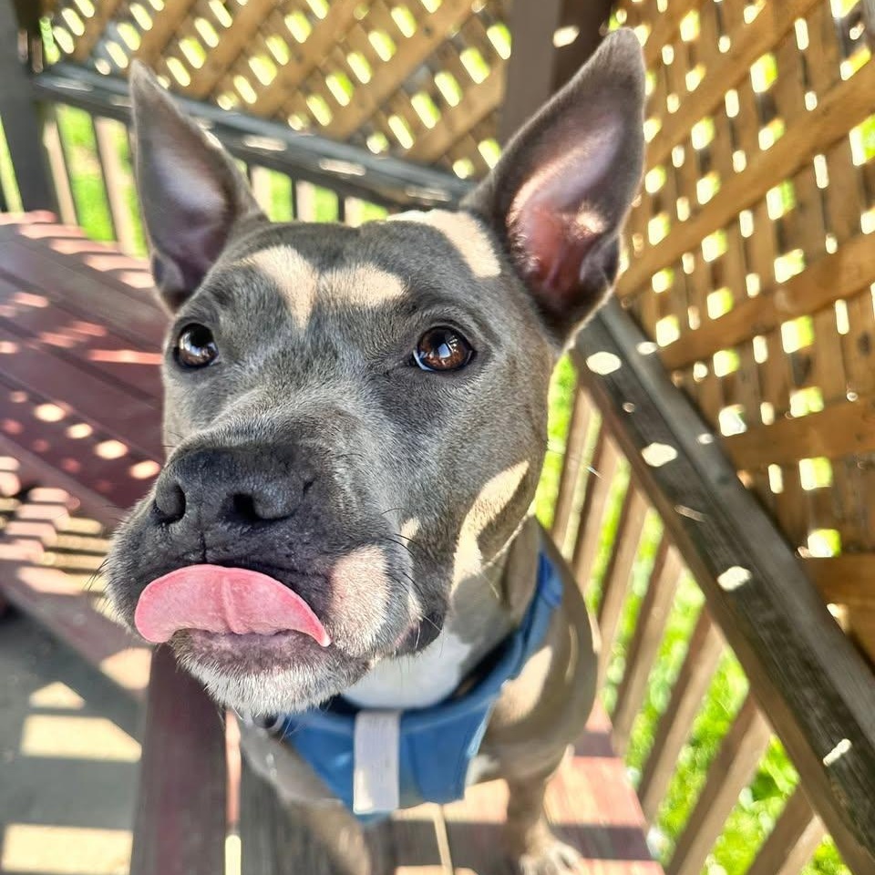 Rabbit, a Adoptable mixed breed in Freeport, NY image 1/6