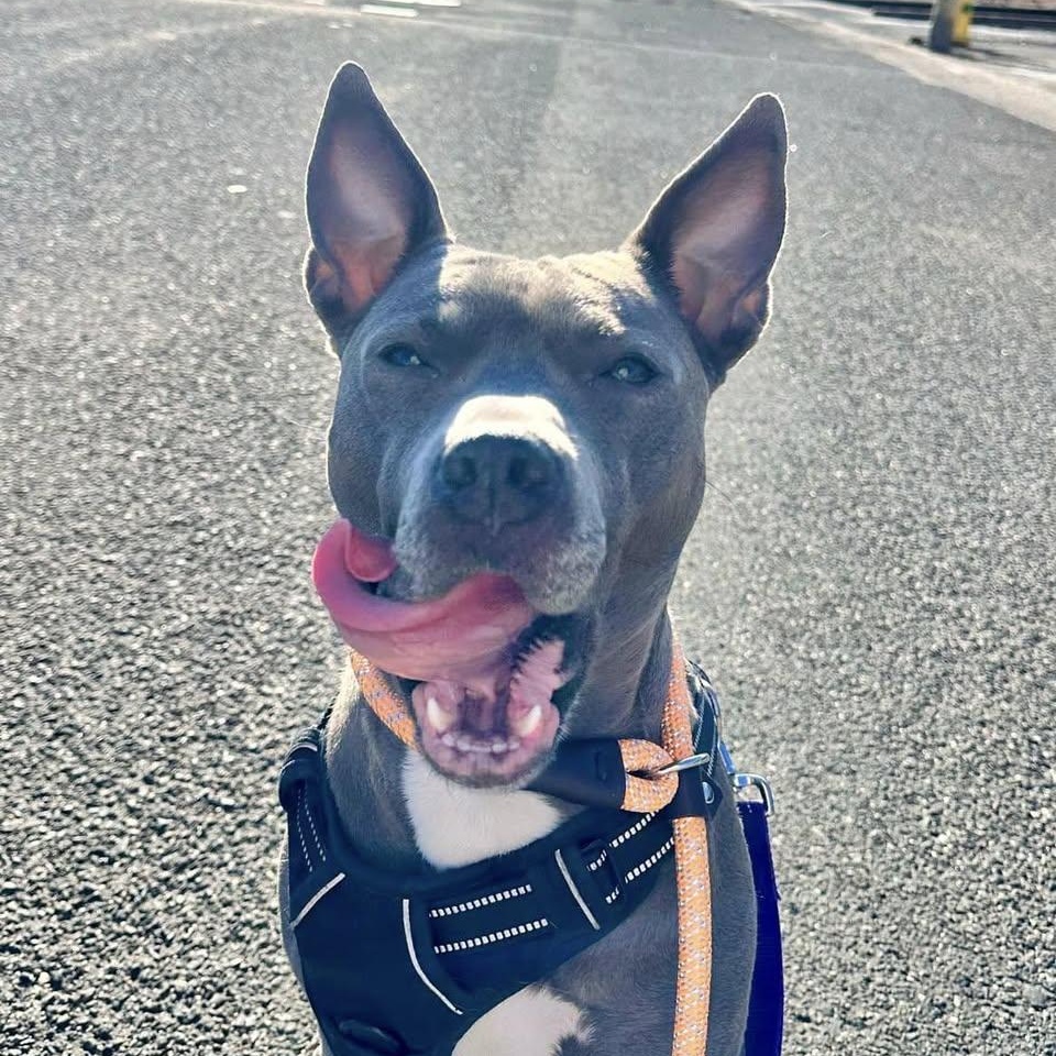 Rabbit, a Adoptable mixed breed in Freeport, NY image 3/6