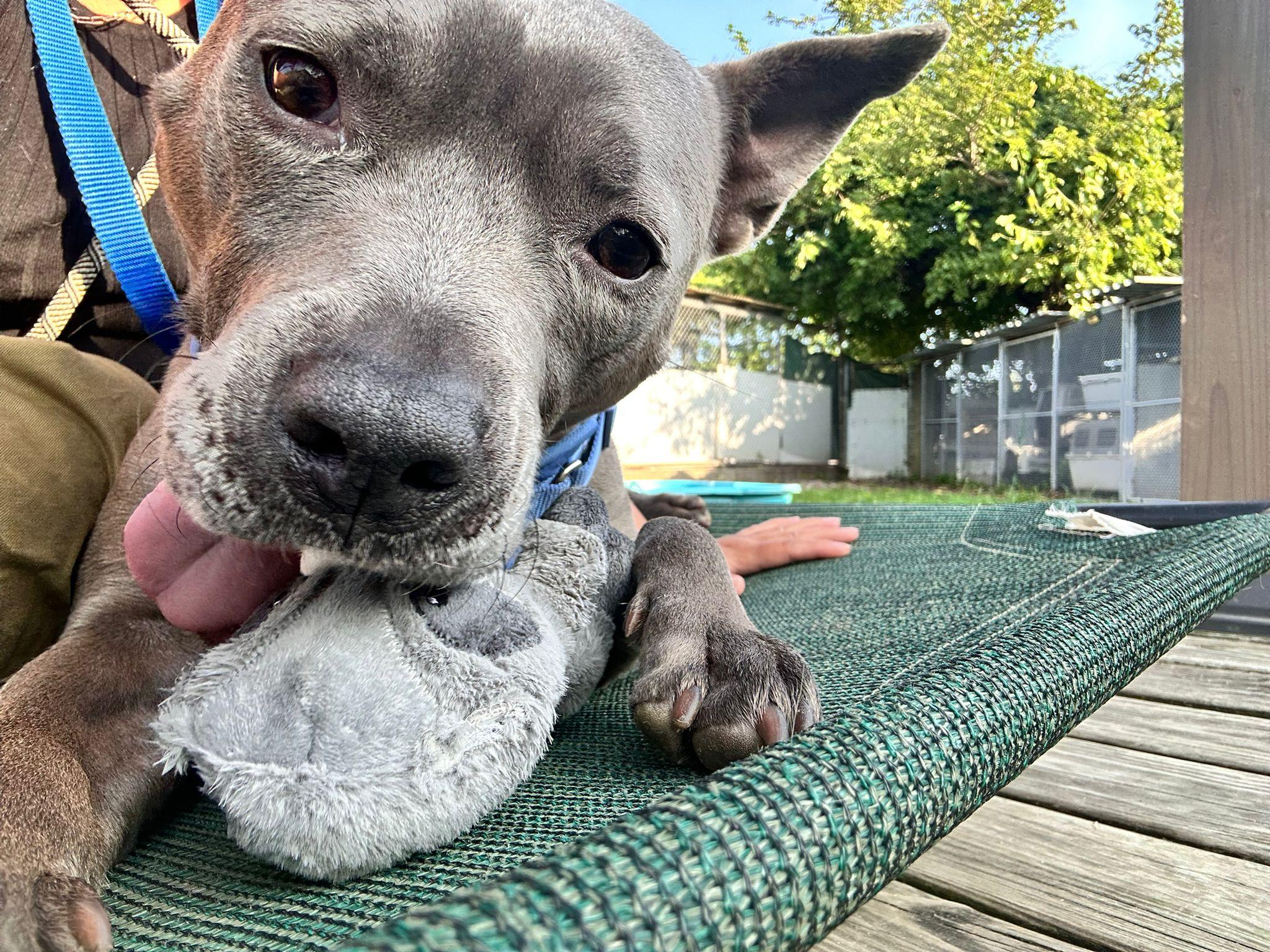 Rabbit, a Adoptable mixed breed in Freeport, NY image 2/6