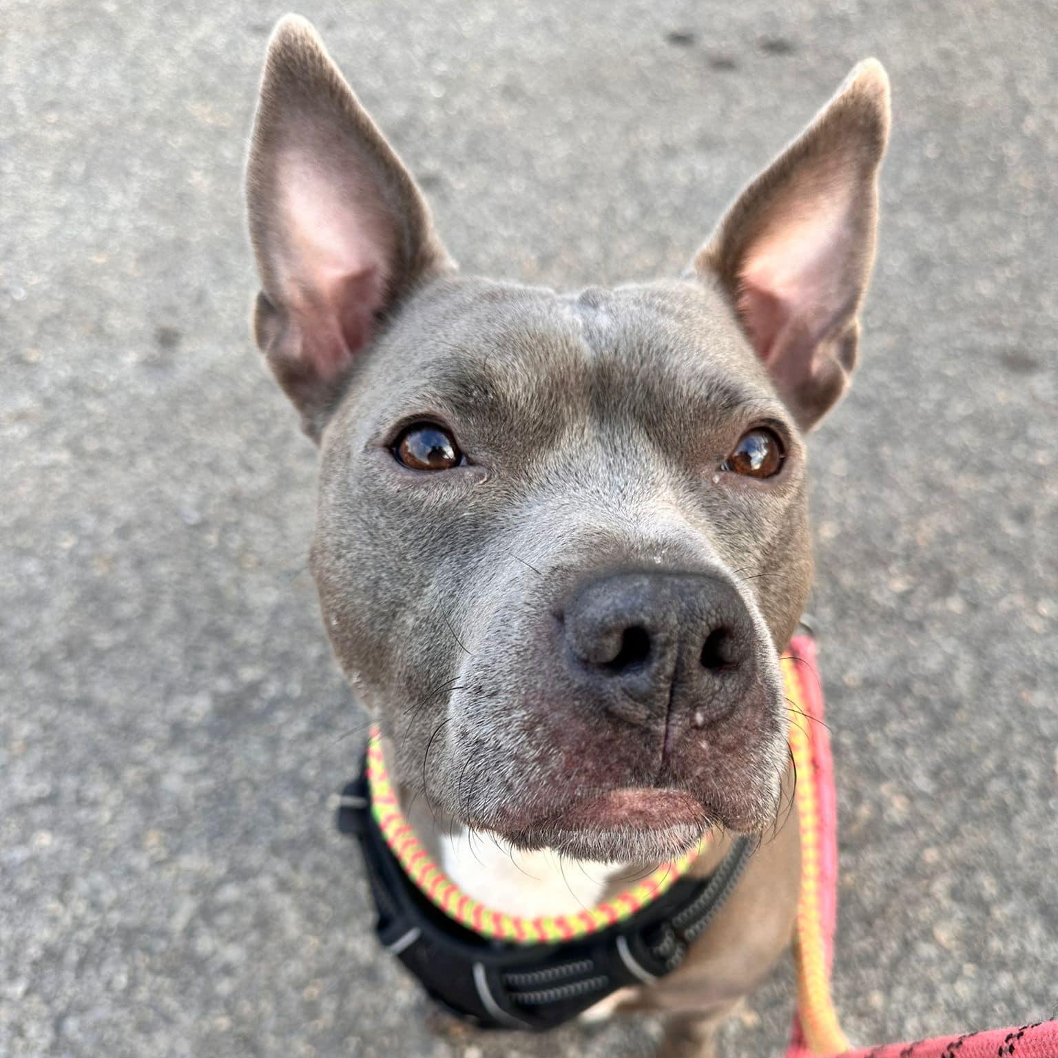 Rabbit, a Adoptable mixed breed in Freeport, NY image 6/6