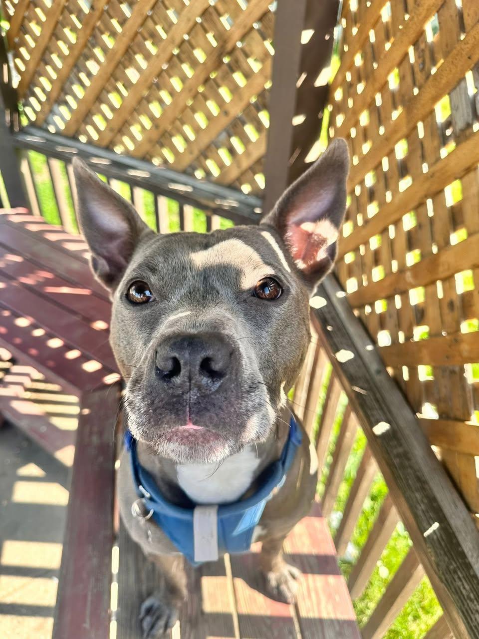 Rabbit, a Adoptable mixed breed in Freeport, NY image 4/6