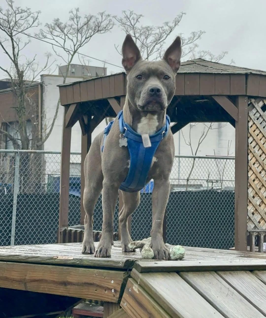 Rabbit, a Adoptable mixed breed in Freeport, NY image 5/6