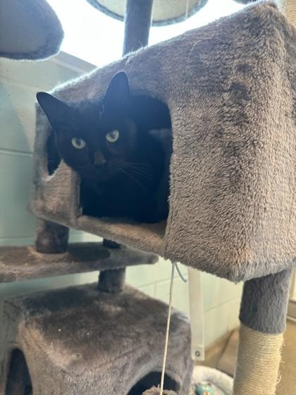Bagheera, Adoptable, Young Male Domestic Short Hair & Domestic Short Hair.