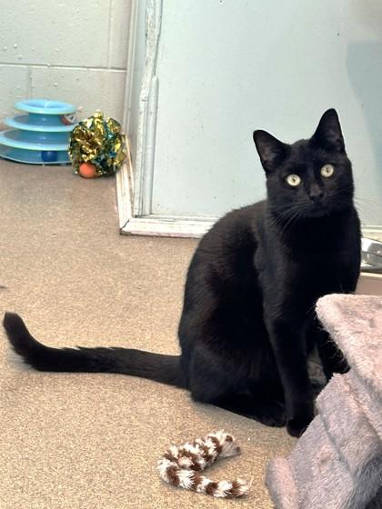 Bagheera, a Adoptable mixed breed in Palm Coast, FL image 2/3