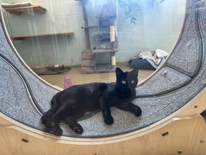 Bagheera, a Adoptable mixed breed in Palm Coast, FL image 2/3