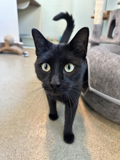 Bagheera, a Adoptable mixed breed in Palm Coast, FL image 3/3