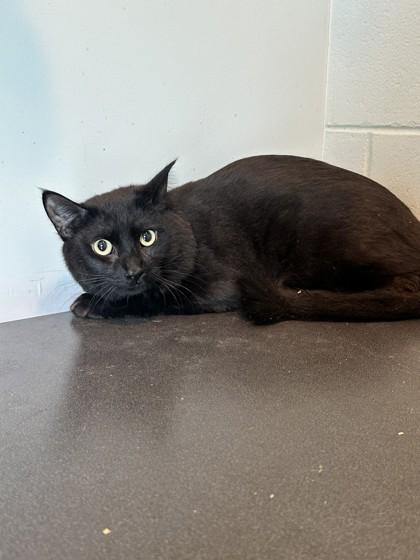 Bagheera, a Adoptable mixed breed in Palm Coast, FL image 3/3