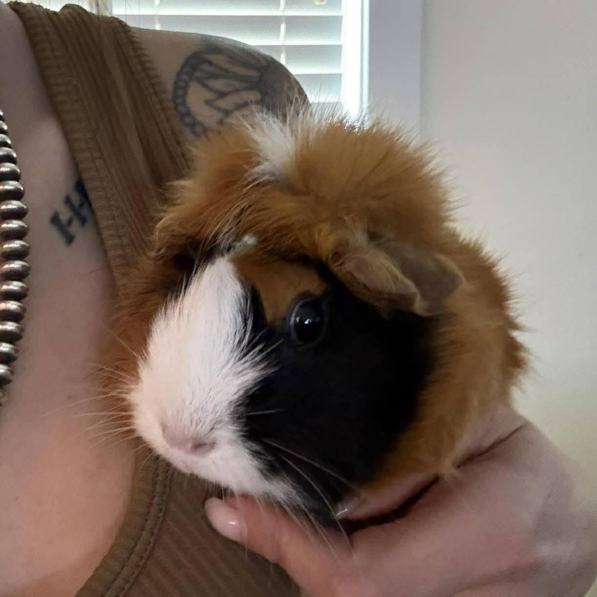 Blueberry, a ADOPTABLE Guinea Pig in Caldwell, TX image 2/2