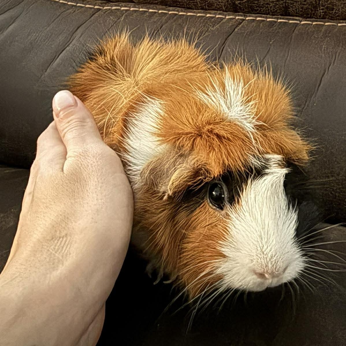 Blueberry, a ADOPTABLE Guinea Pig in Caldwell, TX image 1/2