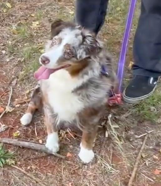 Enlarge Athena, a ADOPTABLE Australian Shepherd in Alexandria, VA image 3/3