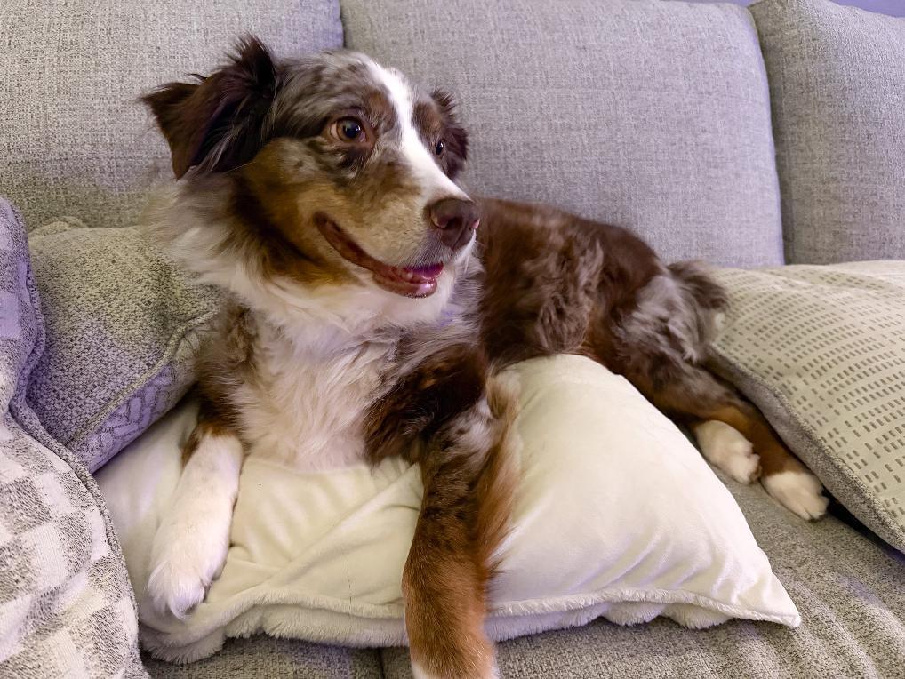 Enlarge Athena, a Adoptable Australian Shepherd in Alexandria, VA image 6/6