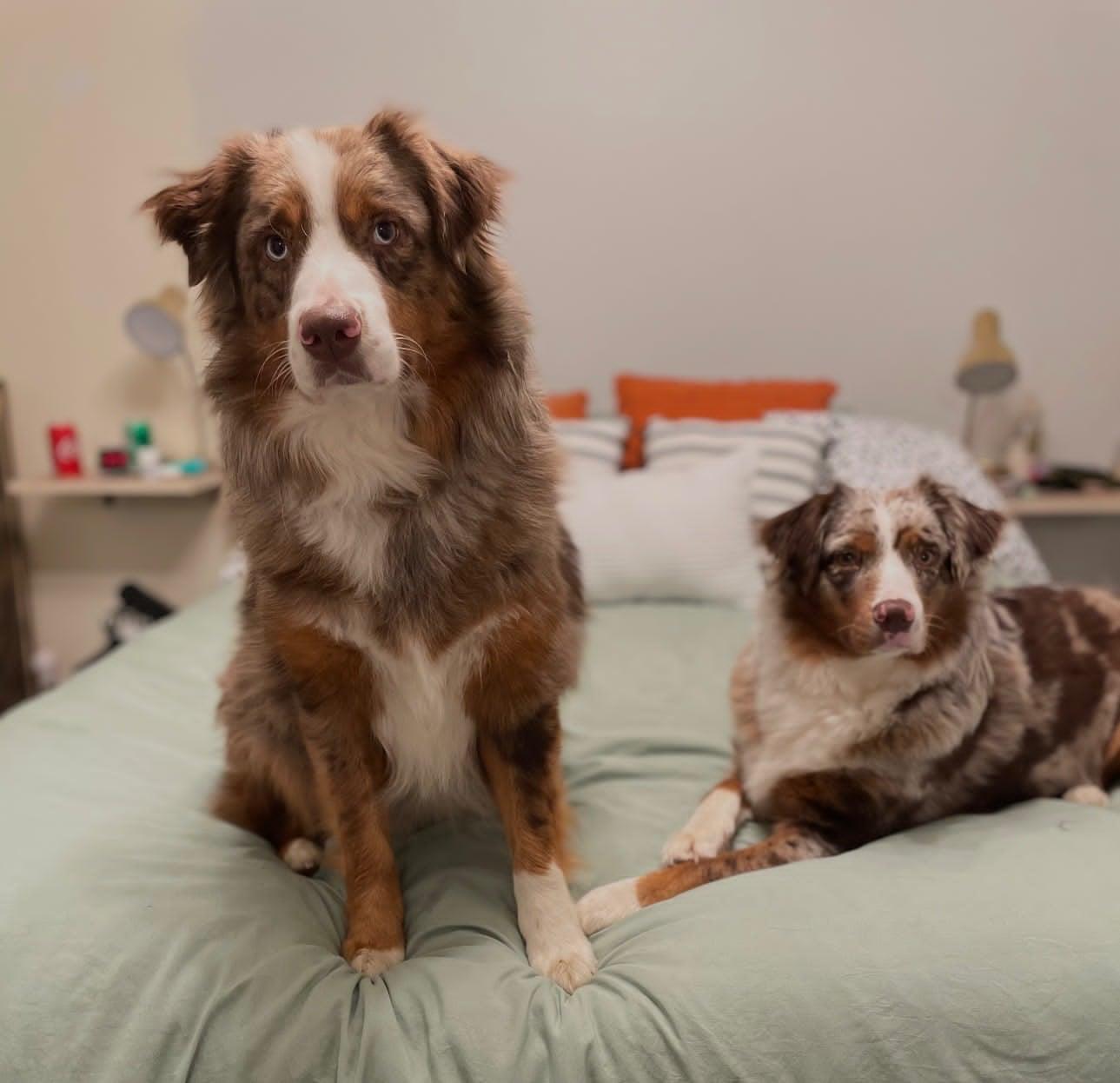 Athena, ADOPTABLE, Adult Female Australian Shepherd.