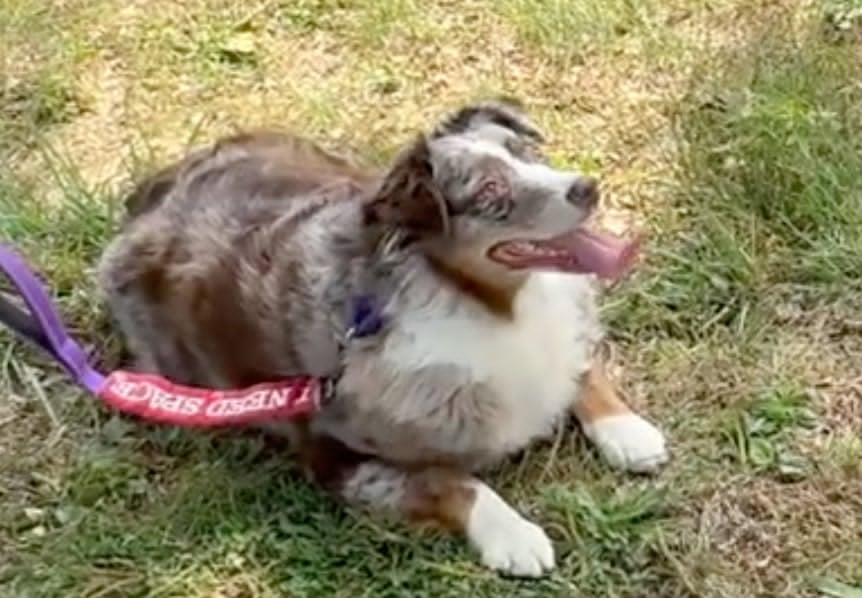 Athena, Adoptable, Adult Female Australian Shepherd.