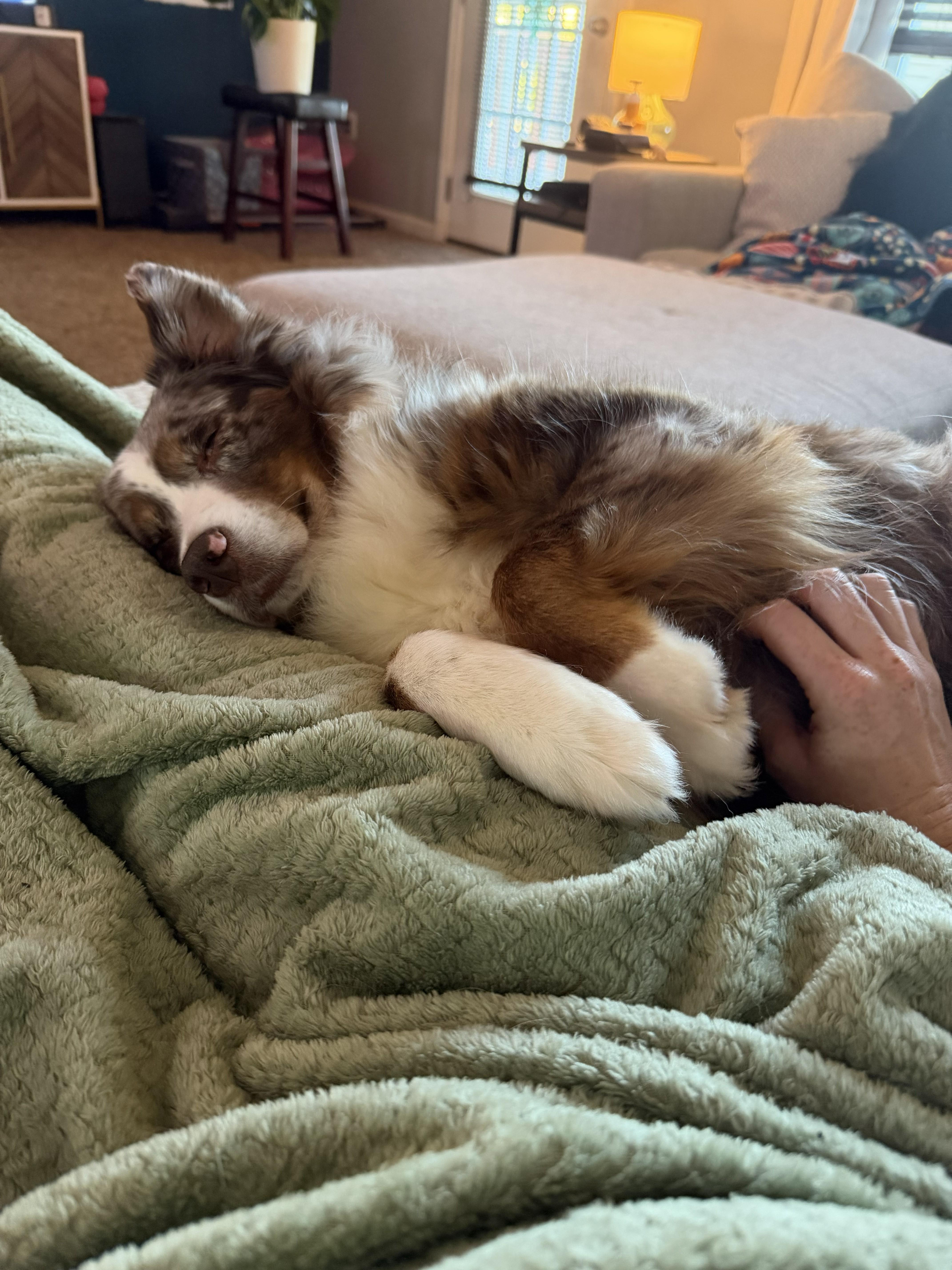 Enlarge Athena, a Adoptable Australian Shepherd in Alexandria, VA image 2/6