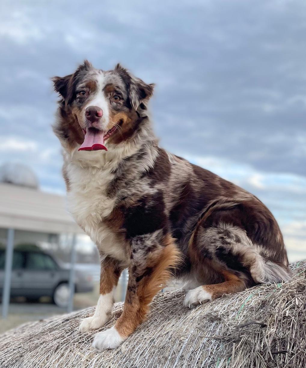 Athena, Adoptable, Adult Female Australian Shepherd.