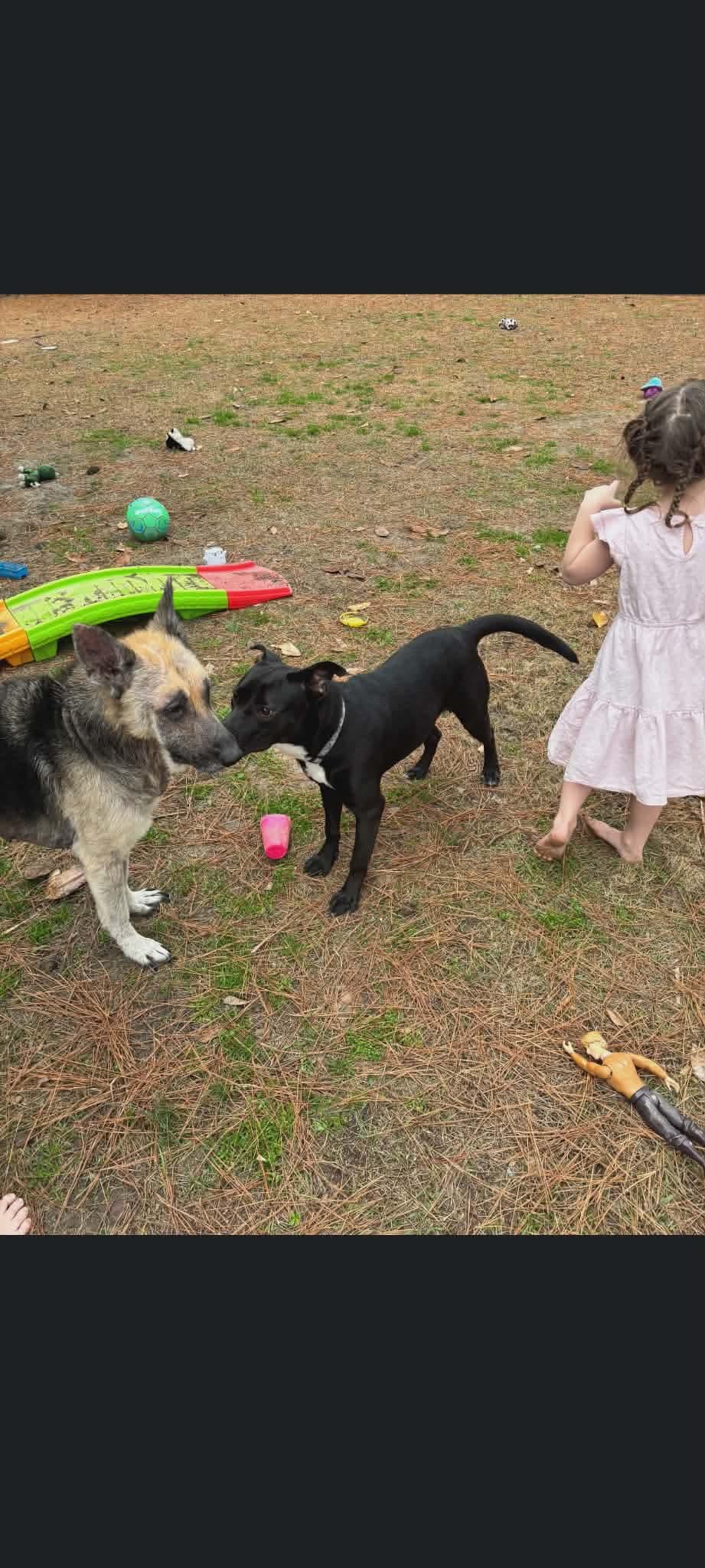 Enlarge Bella, a ADOPTABLE German Shepherd Dog in Cary, NC image 3/4