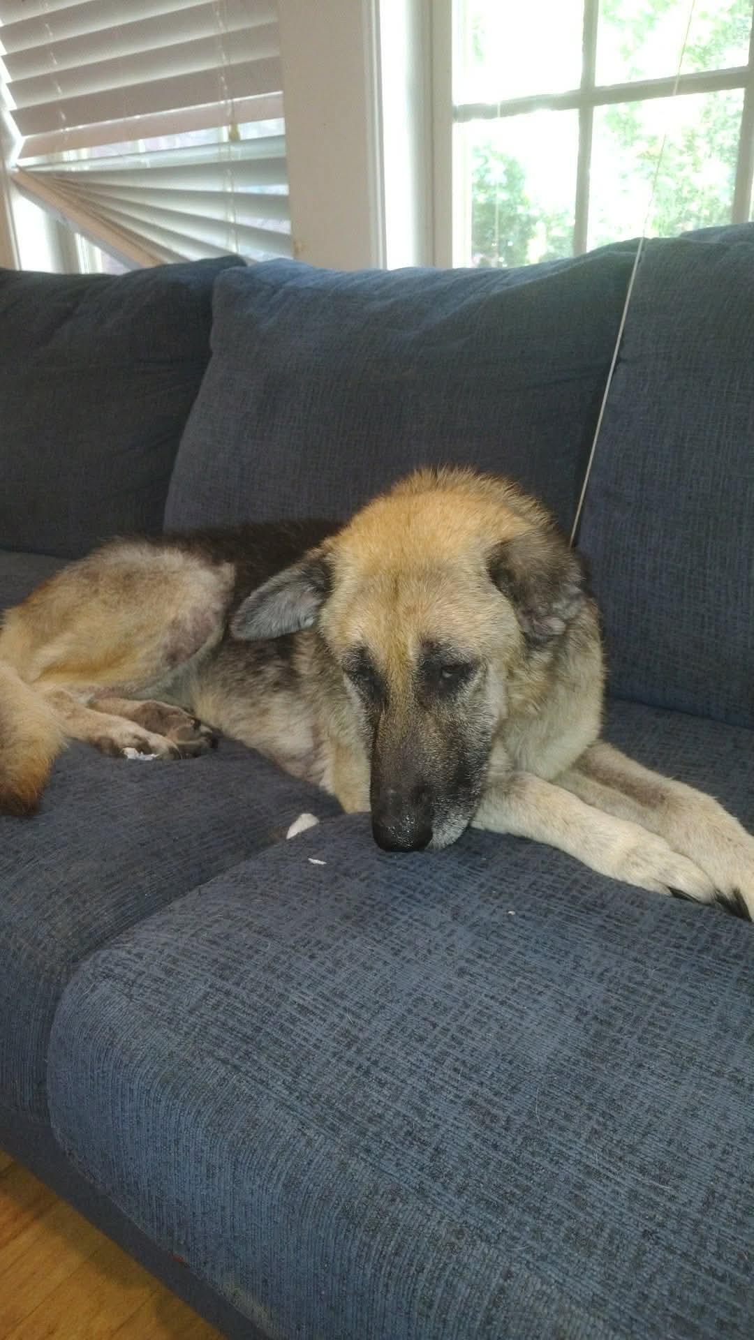 Bella, ADOPTABLE, Adult Female German Shepherd Dog.