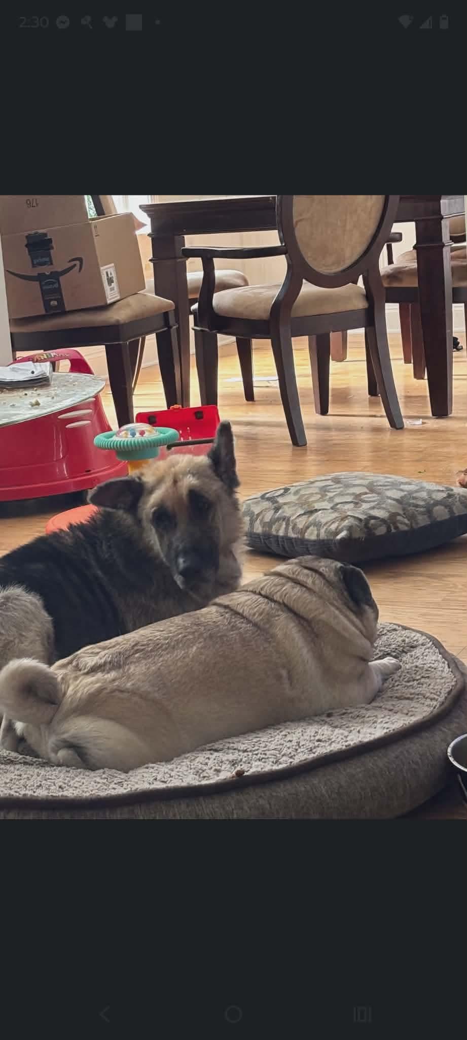 Enlarge Bella, a ADOPTABLE German Shepherd Dog in Cary, NC image 4/4