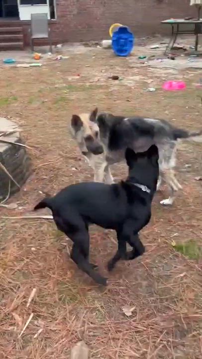 Enlarge Bella, a ADOPTABLE German Shepherd Dog in Cary, NC video 1/4