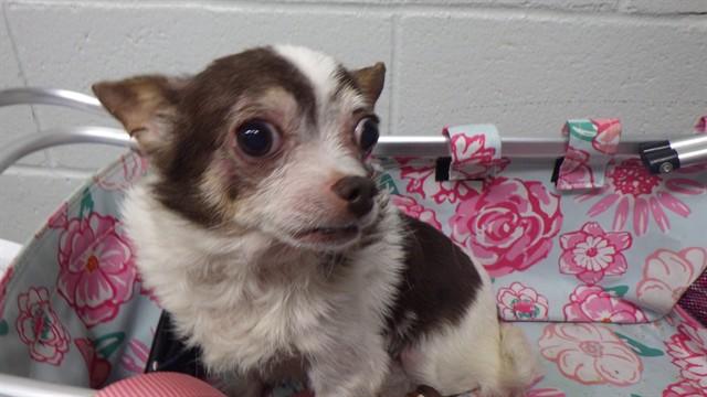 CUP CAKE, Adoptable, Senior Female Chihuahua.