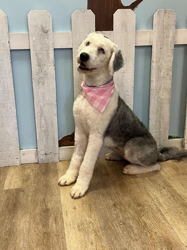 Enlarge Maxi, a Adopted Sheep Dog in Valparaiso, IN image 2/2