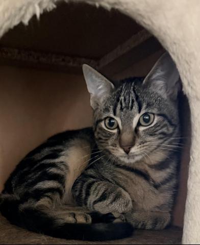 Enlarge Silas, a Adoptable Domestic Short Hair in CANTON, OH image 3/6