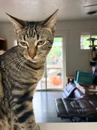 Enlarge Silas, a Adoptable Domestic Short Hair in CANTON, OH image 1/6