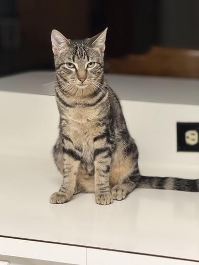 Enlarge Silas, a Adoptable Domestic Short Hair in CANTON, OH image 5/6