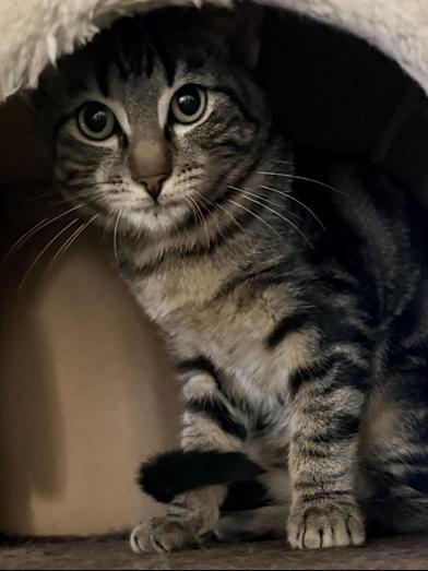 Enlarge Silas, a Adoptable Domestic Short Hair in CANTON, OH image 2/6
