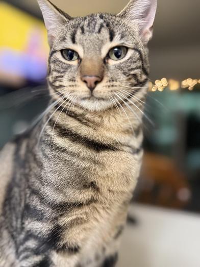 Enlarge Silas, a Adoptable Domestic Short Hair in CANTON, OH image 4/6