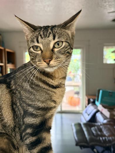 Enlarge Silas, a Adoptable Domestic Short Hair in CANTON, OH image 6/6