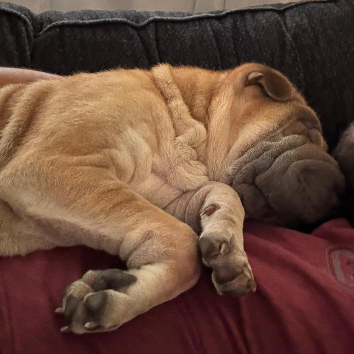 Cillian Murpei, a Adoptable Shar-Pei in Kansas City, KS image 2/6