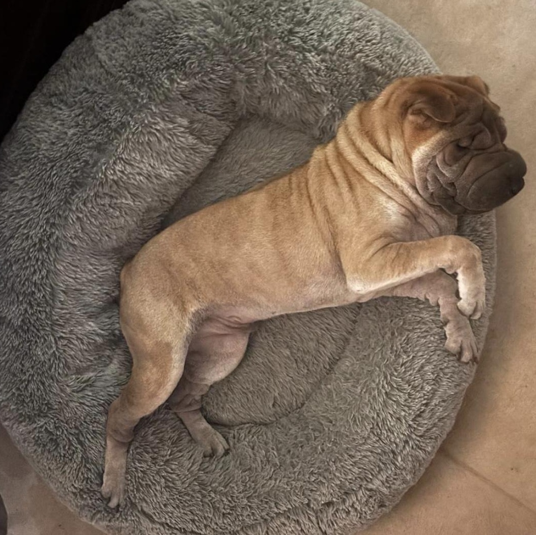 Cillian Murpei, a Adoptable Shar-Pei in Kansas City, KS image 4/6