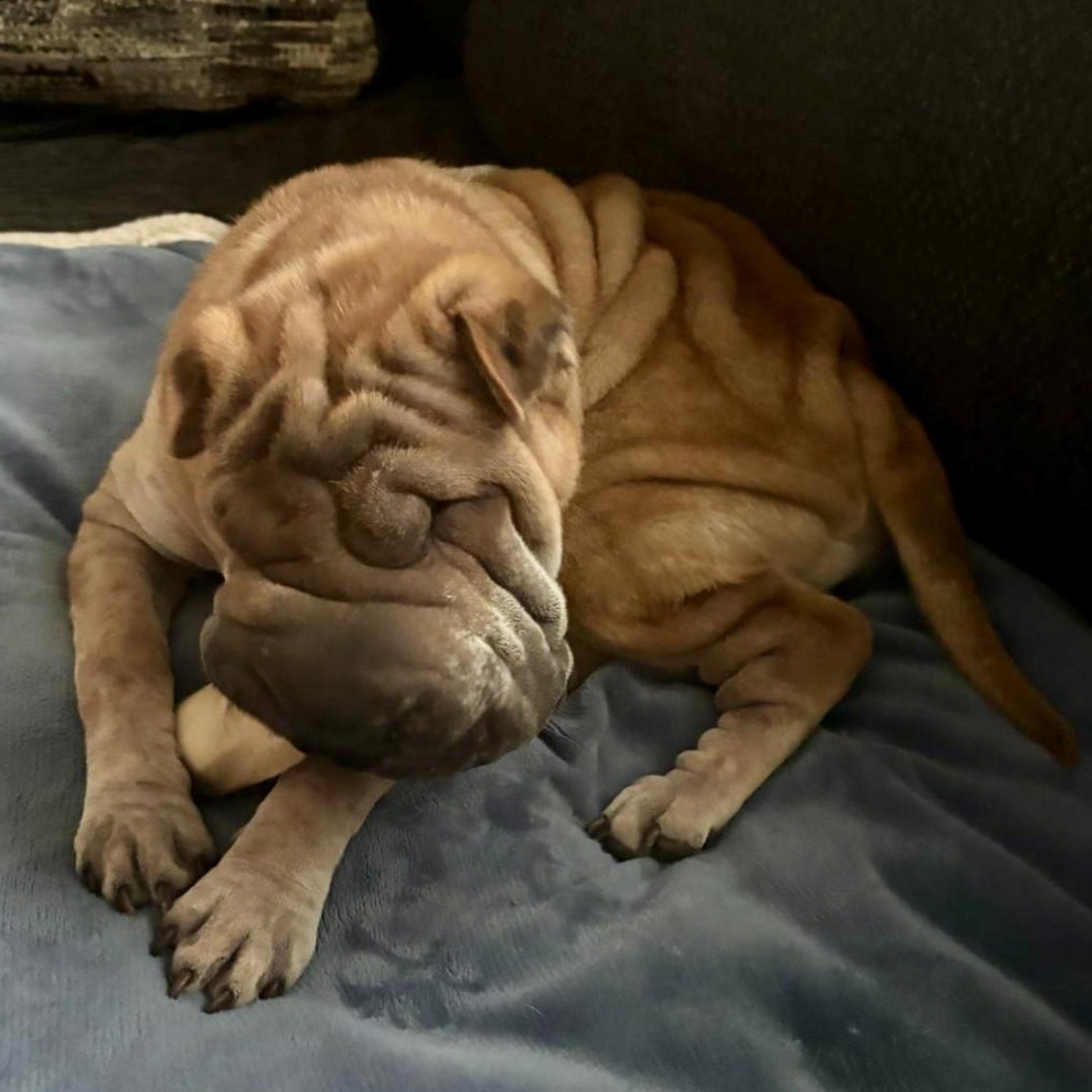 Cillian Murpei, a Adoptable Shar-Pei in Kansas City, KS image 3/6