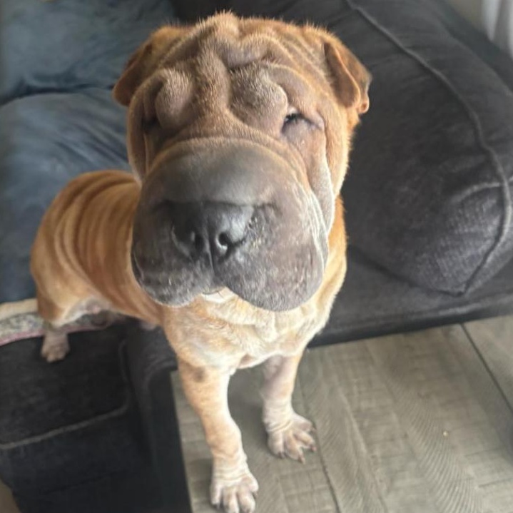 Cillian Murpei, Adoptable, Young Male Shar-Pei.
