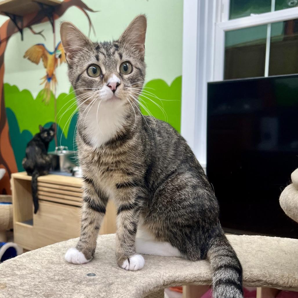 Enlarge Nessa Rose, a Adoptable Domestic Short Hair in Mount Laurel, NJ image 1/4