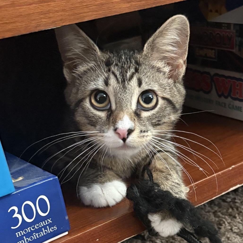 Enlarge Nessa Rose, a Adoptable Domestic Short Hair in Mount Laurel, NJ image 2/4