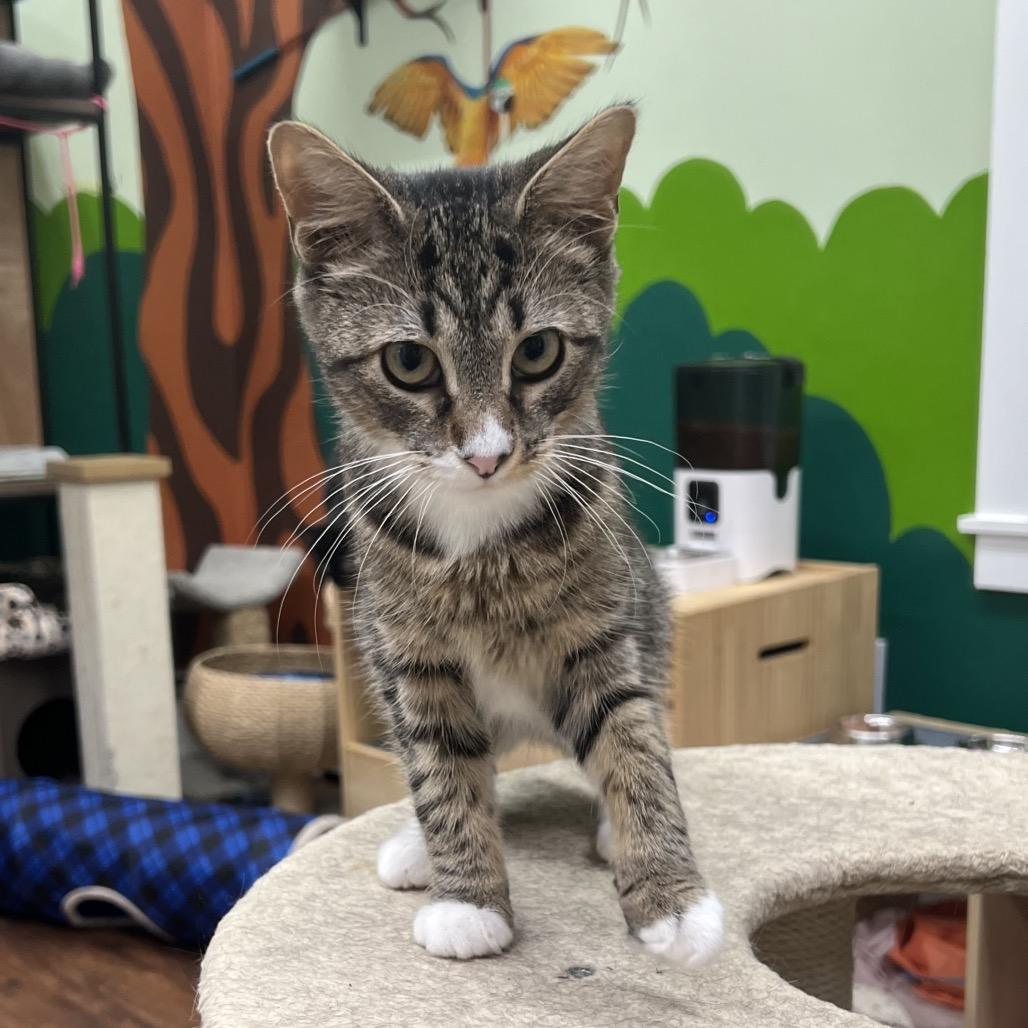 Enlarge Nessa Rose, a Adoptable Domestic Short Hair in Mount Laurel, NJ image 3/4