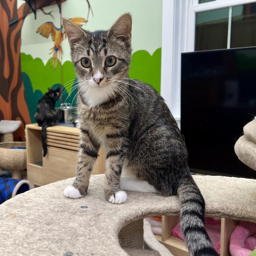 Enlarge Nessa Rose, a Adoptable Domestic Short Hair in Mount Laurel, NJ image 4/4