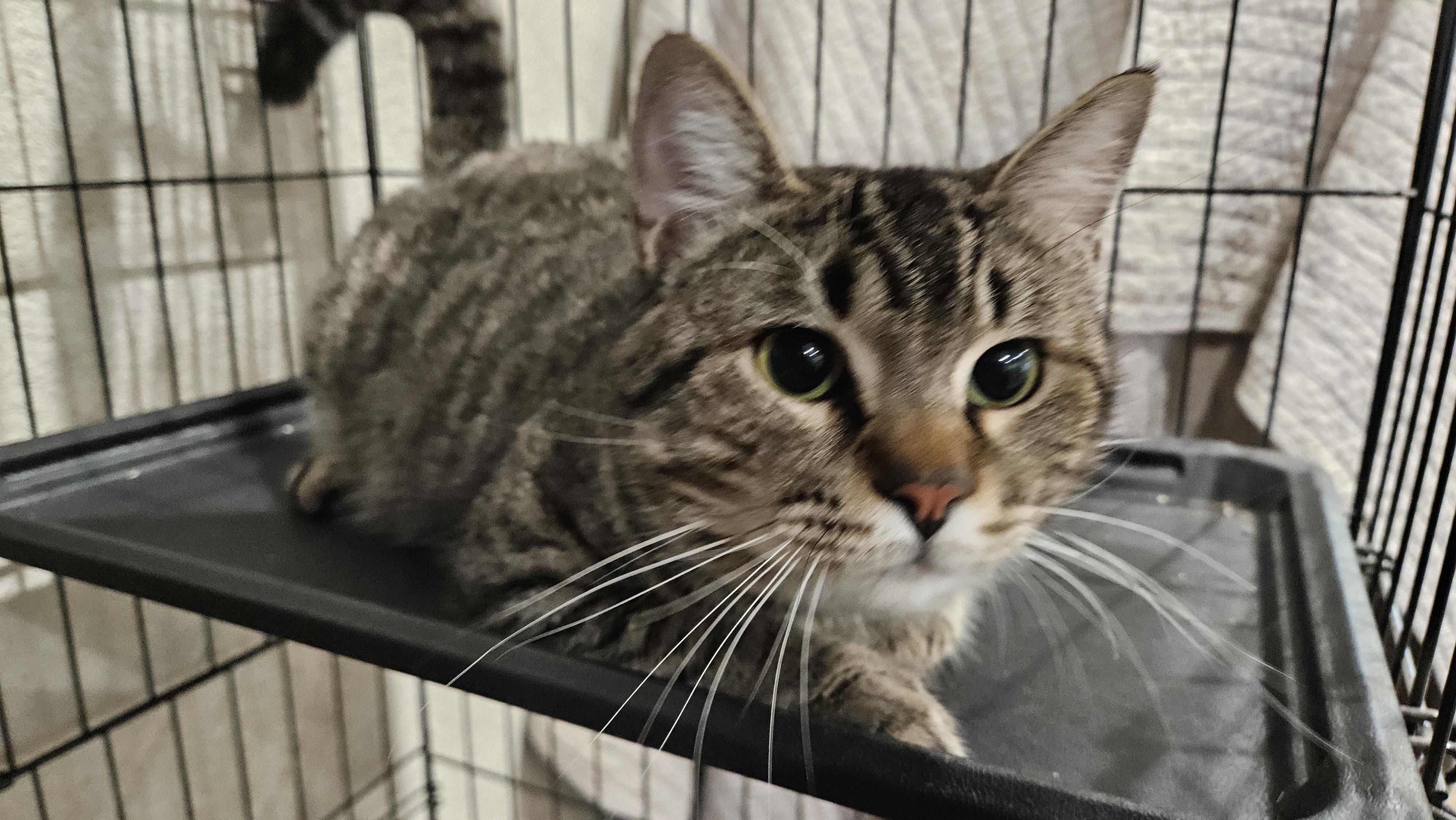 Arthur - MI, Adoptable, Adult Male Tabby.