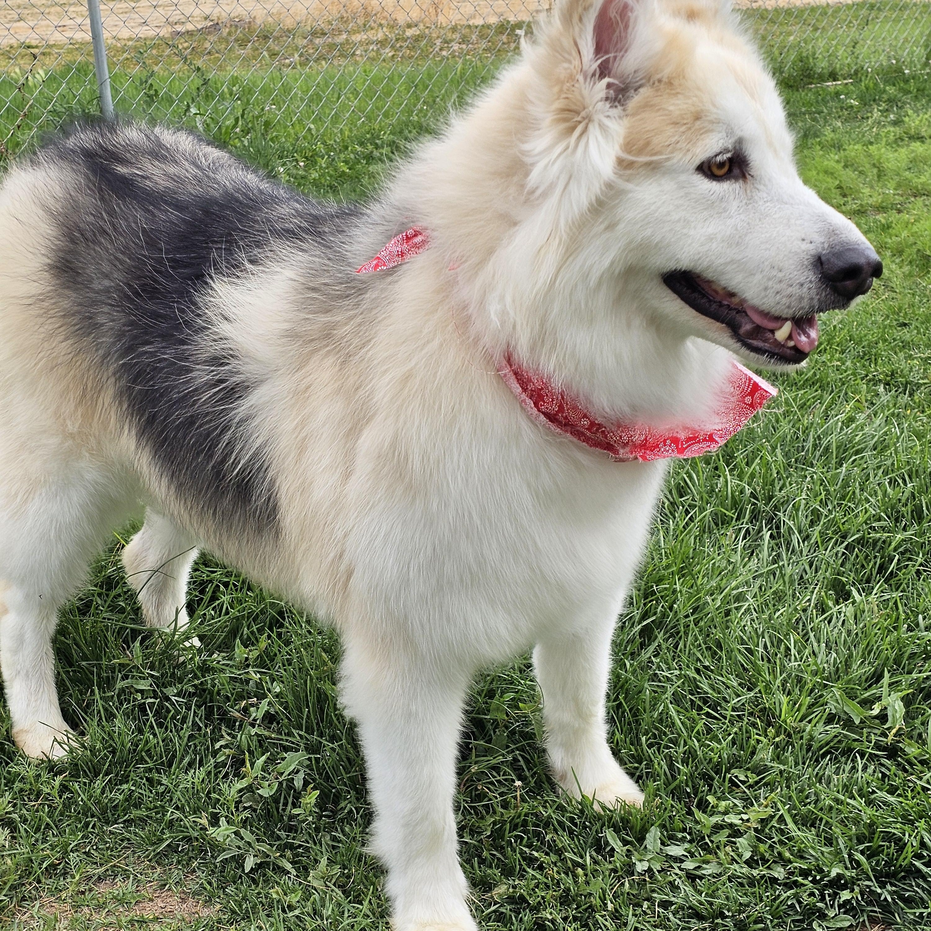 Brooklyn, a Adoptable mixed breed image 1/3