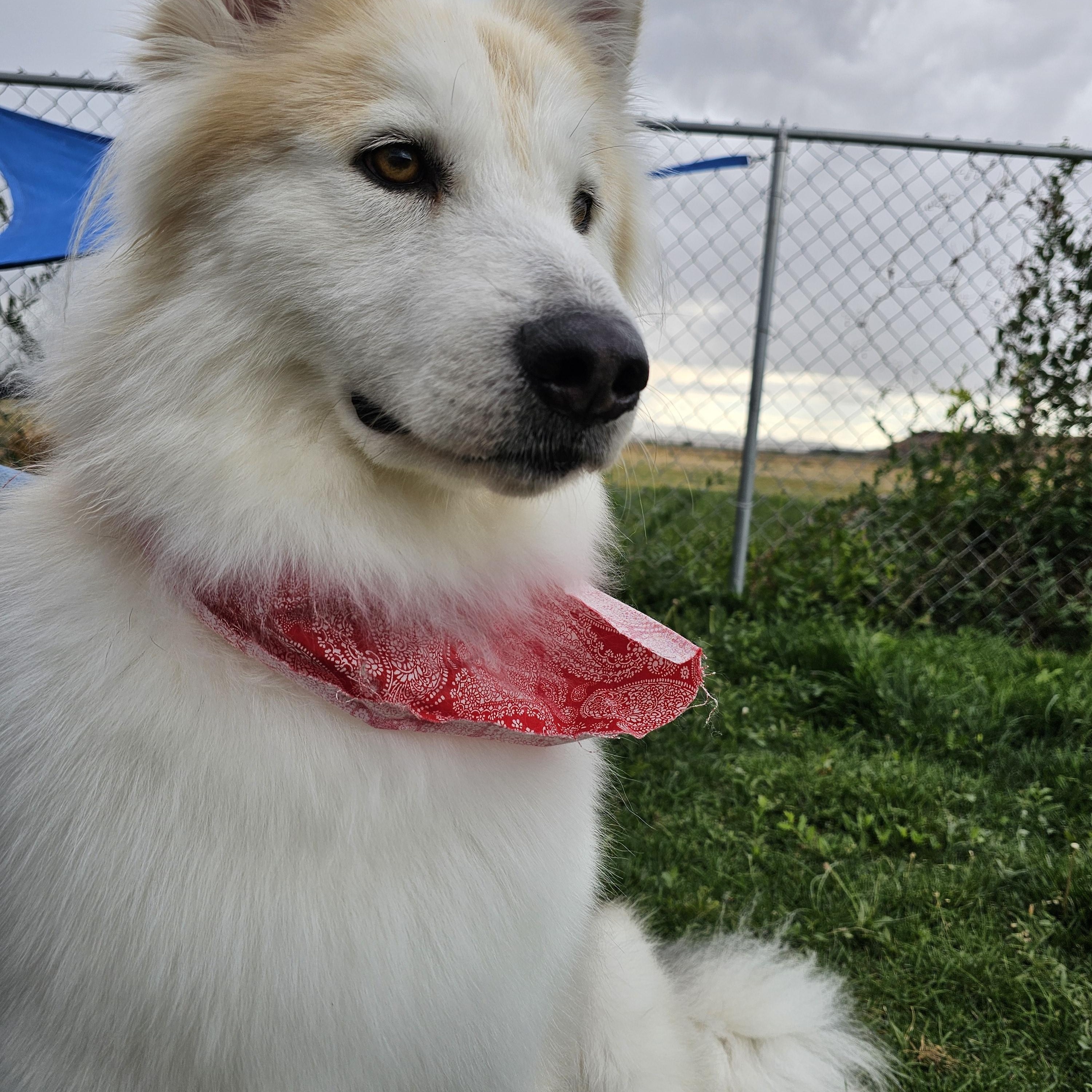 Brooklyn, Adoptable, Adult Female Siberian Husky.
